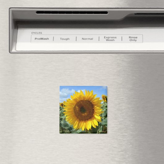 Magnet de tournesol (In Situ (Lave-vaisselle))