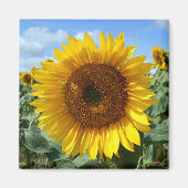 Magnet de tournesol (Devant)