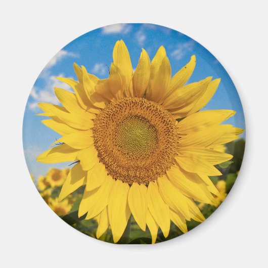 Magnet de tournesol (Devant)