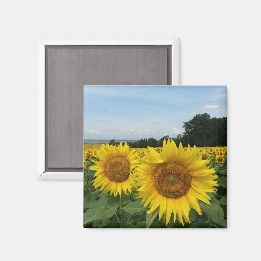 Magnet de tournesol (Recto/Verso)