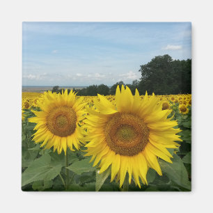 Magnet de tournesol