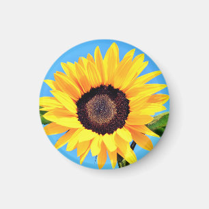Magnet de tournesol