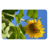 Magnet de tournesol (Horizontal)