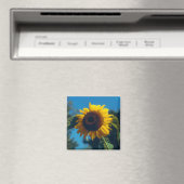 Magnet de tournesol (In Situ (Lave-vaisselle))