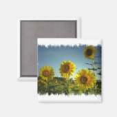 Magnet de tournesol de jardin bio (Recto/Verso)