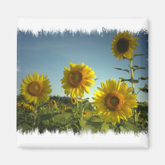 Magnet de tournesol de jardin bio
