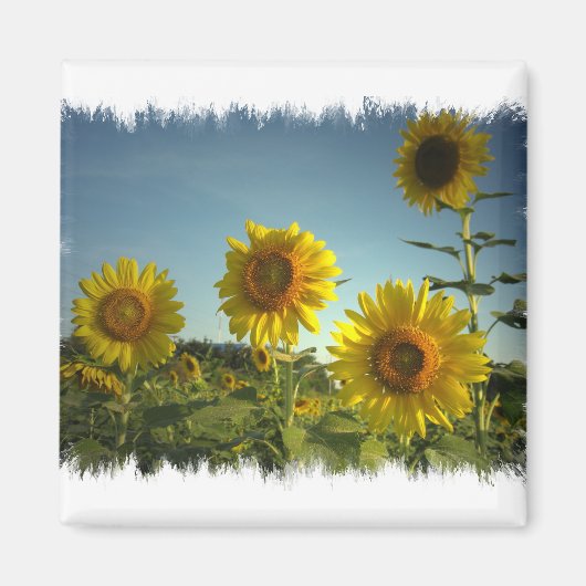 Magnet de tournesol de jardin bio (Devant)