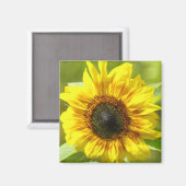 Magnet de tournesol jaune (Recto/Verso)