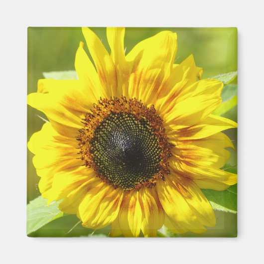 Magnet de tournesol jaune (Devant)