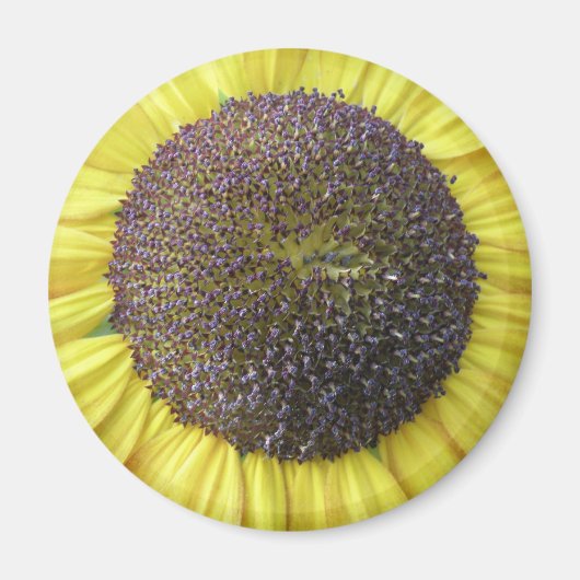 Magnet de tournesol jaune (Devant)
