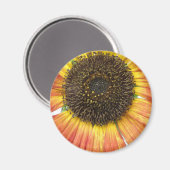 Magnet de tournesol orange (Recto/Verso)