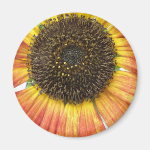 Magnet de tournesol orange