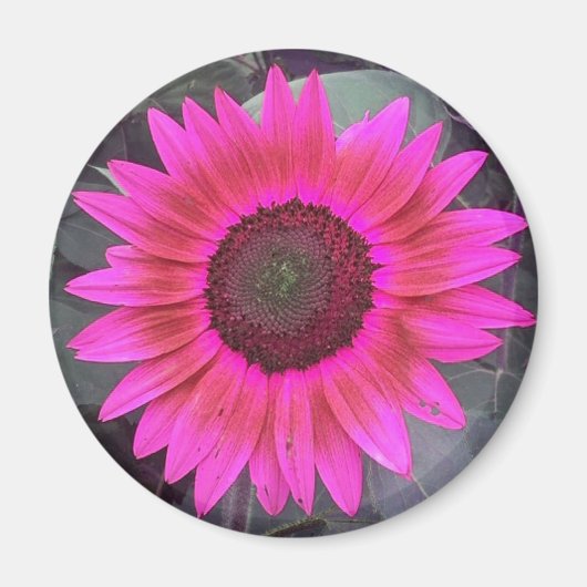 Magnet de tournesol rose néon (Devant)