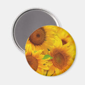 Magnet de tournesols (Recto/Verso)