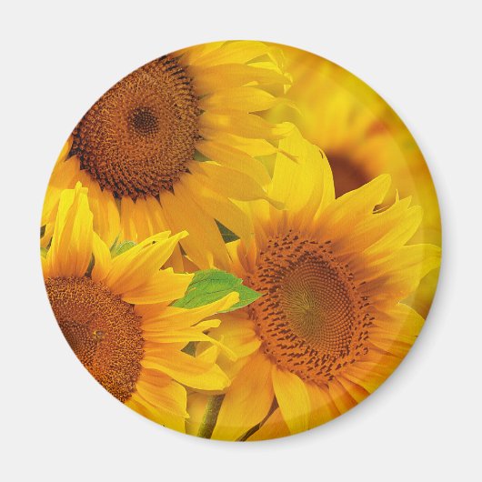 Magnet de tournesols (Devant)