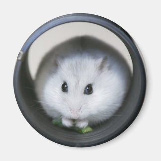 Magnet de tube de hamster