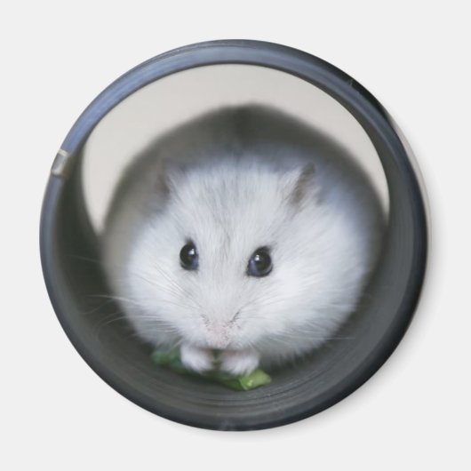 Magnet de tube de hamster (Devant)
