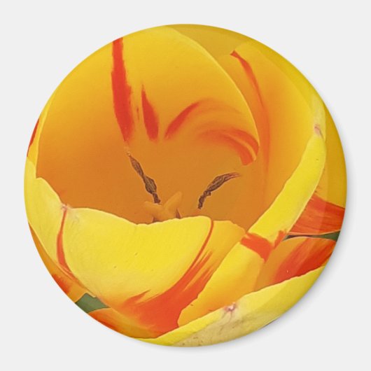 Magnet de tulipe jaune (Devant)