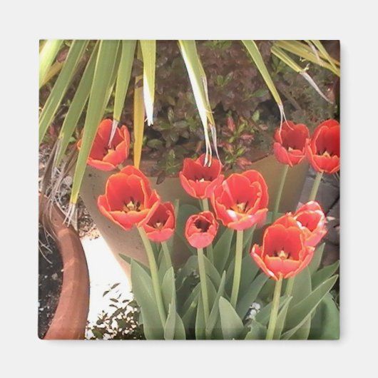 Magnet de tulipes (Devant)
