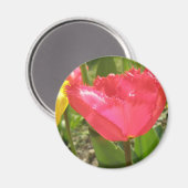 Magnet de tulipes frangées (Recto/Verso)