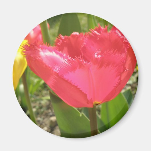 Magnet de tulipes frangées (Devant)