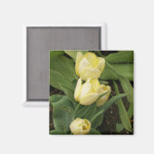 Magnet de tulipes jaunes (Recto/Verso)