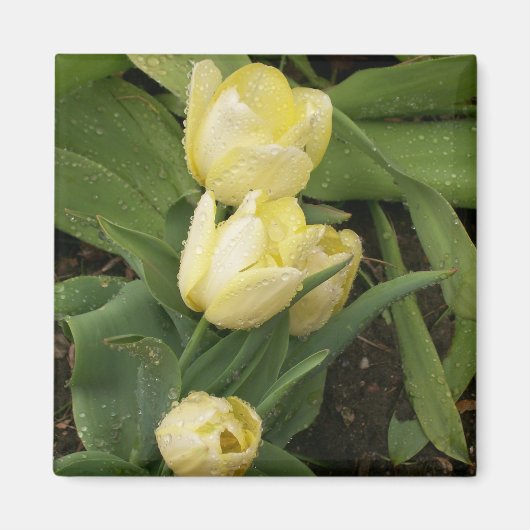 Magnet de tulipes jaunes (Devant)