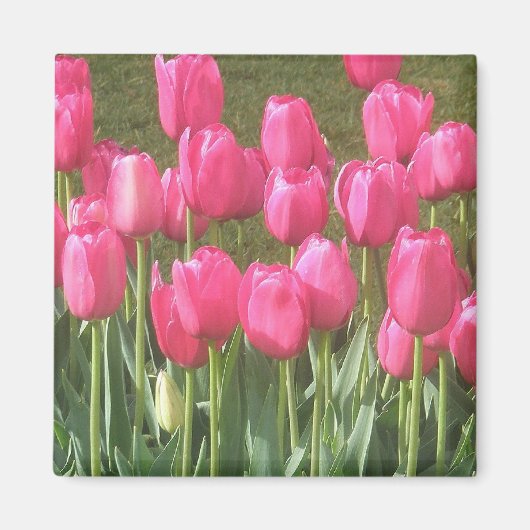 Magnet de tulipes roses (Devant)