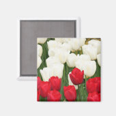 Magnet de tulipes rouges et blanches (Recto/Verso)