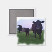 MAGNET DE VACHES ! (Recto/Verso)