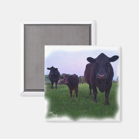 MAGNET DE VACHES ! (Recto/Verso)