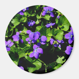 Magnet de violette