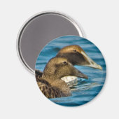 Magnet d'eider commun (Recto/Verso)