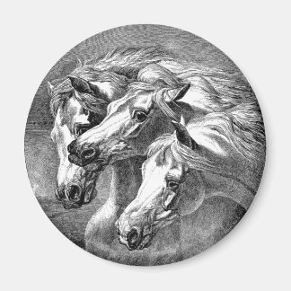 Magnet des chevaux arabes