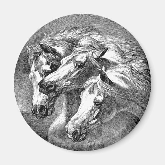 Magnet des chevaux arabes (Devant)