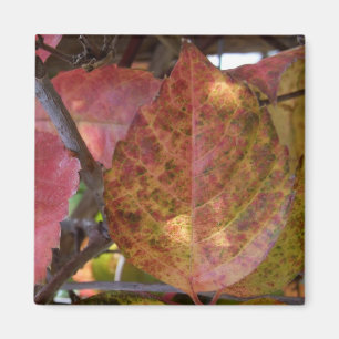 Magnet des feuilles d'automne