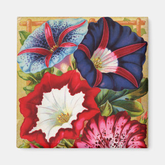 Magnet des glories du matin