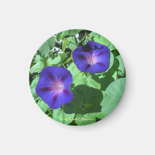 Magnet des glories du matin