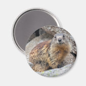 Magnet des marmottes alpines (Recto/Verso)