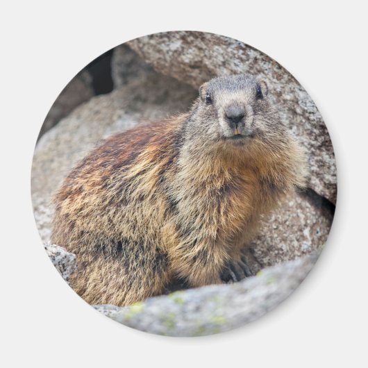 Magnet des marmottes alpines (Devant)