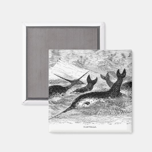 Magnet des Narwhals (Recto/Verso)