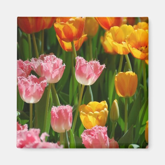 Magnet des Tulipes de printemps (Devant)