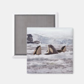 Magnet d'espionnage des orques (Recto/Verso)