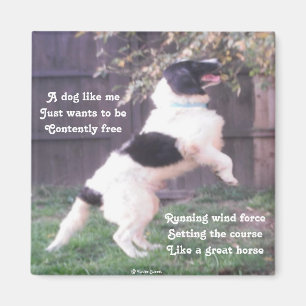 Magnet Dog Horse Poem van Ladee Basset Magneet