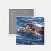 Magnet Dolphin maman et bébé (Recto/Verso)