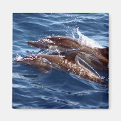 Magnet Dolphin maman et bébé (Devant)