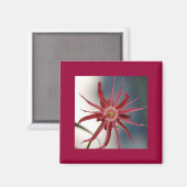 Magnet d'orchidée étoilée (Recto/Verso)