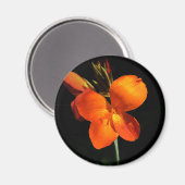 Magnet d'orchidées éblouissant (Recto/Verso)