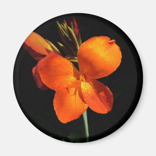 Magnet d'orchidées éblouissant (Devant)