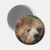 Magnet d'ours Brown Kodiak (Recto/Verso)